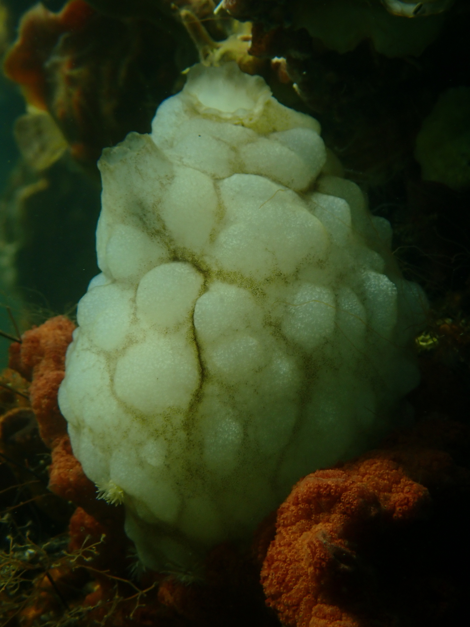 Phallusia mammillata (Cuvier, 1815)