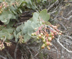 Arctostaphylos gabilanensis