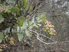 Arctostaphylos gabilanensis