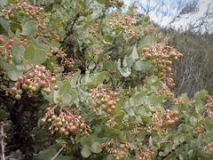 Arctostaphylos gabilanensis