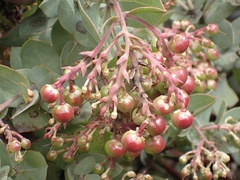 Arctostaphylos gabilanensis