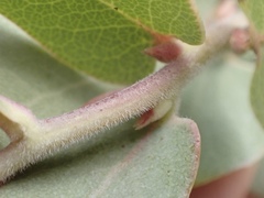 Arctostaphylos gabilanensis