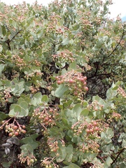 Arctostaphylos gabilanensis