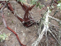 Arctostaphylos gabilanensis