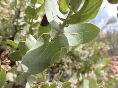 Arctostaphylos gabilanensis