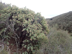 Arctostaphylos gabilanensis