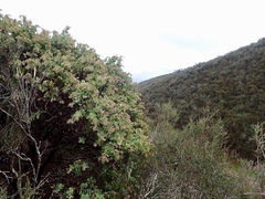 Arctostaphylos gabilanensis
