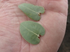 Arctostaphylos gabilanensis