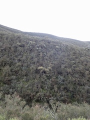 Arctostaphylos gabilanensis
