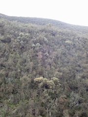 Arctostaphylos gabilanensis