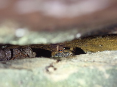 Plethodon petraeus