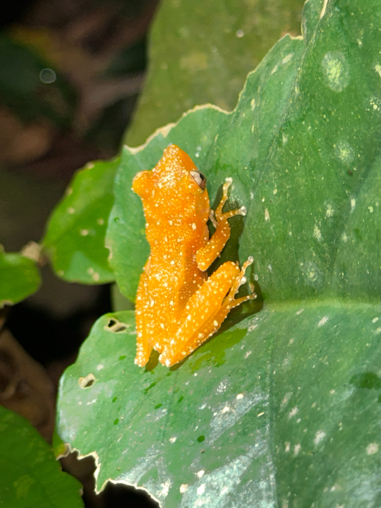 Cryptic Painted Frog from Kuala Rompin, Pahang, MY on April 8, 2026 at ...