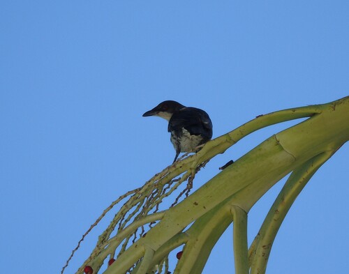 Metallic Starling (Aplonis metallica), photo 5