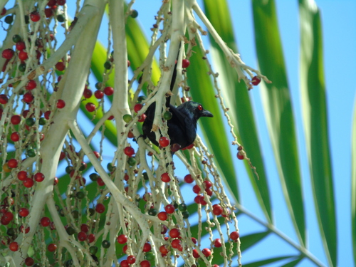 Metallic Starling (Aplonis metallica), photo 3