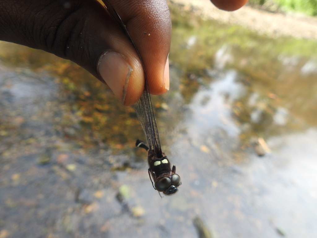 Zygonyx speciosus