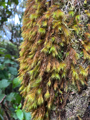 Cryptopodium bartramioides observed 2026-04-05