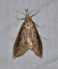 Donacaula maximellus