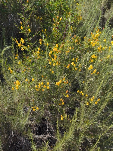 chaparral beardtongue (Keckiella antirrhinoides)