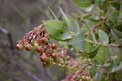 Arctostaphylos gabilanensis