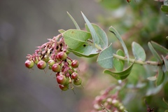 Arctostaphylos gabilanensis