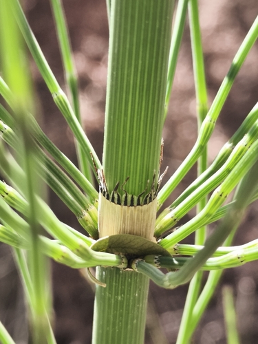 Southern Giant Horsetail (Equisetum giganteum)
