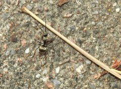 Polyrhachis wolfi
