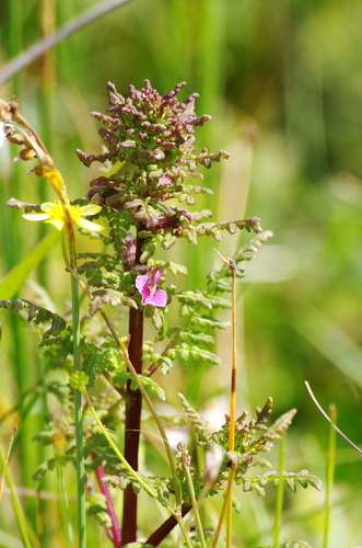 Marsh Lousewort (Pedicularis palustris)