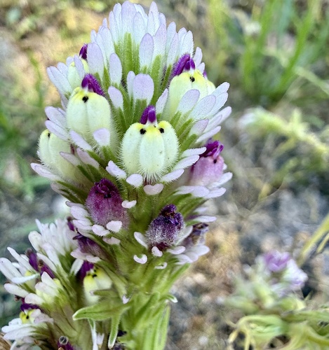 dense-flowered owl's-clover (Castilleja densiflora)