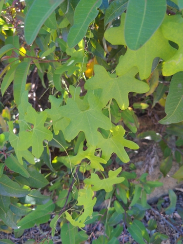 Chilicothe (Marah macrocarpa)