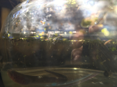 Lampetra richardsoni