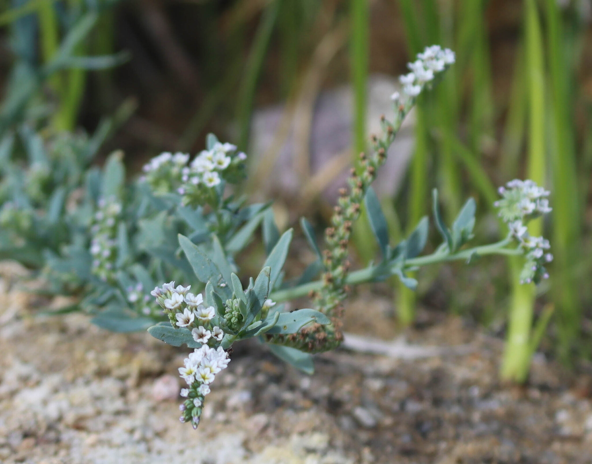 Salt Heliotrope (Heliotropium curassavicum)