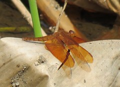 Neurothemis fulvia