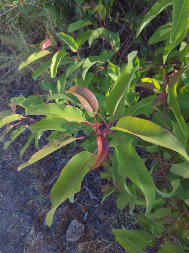 laurel sumac (Malosma laurina)
