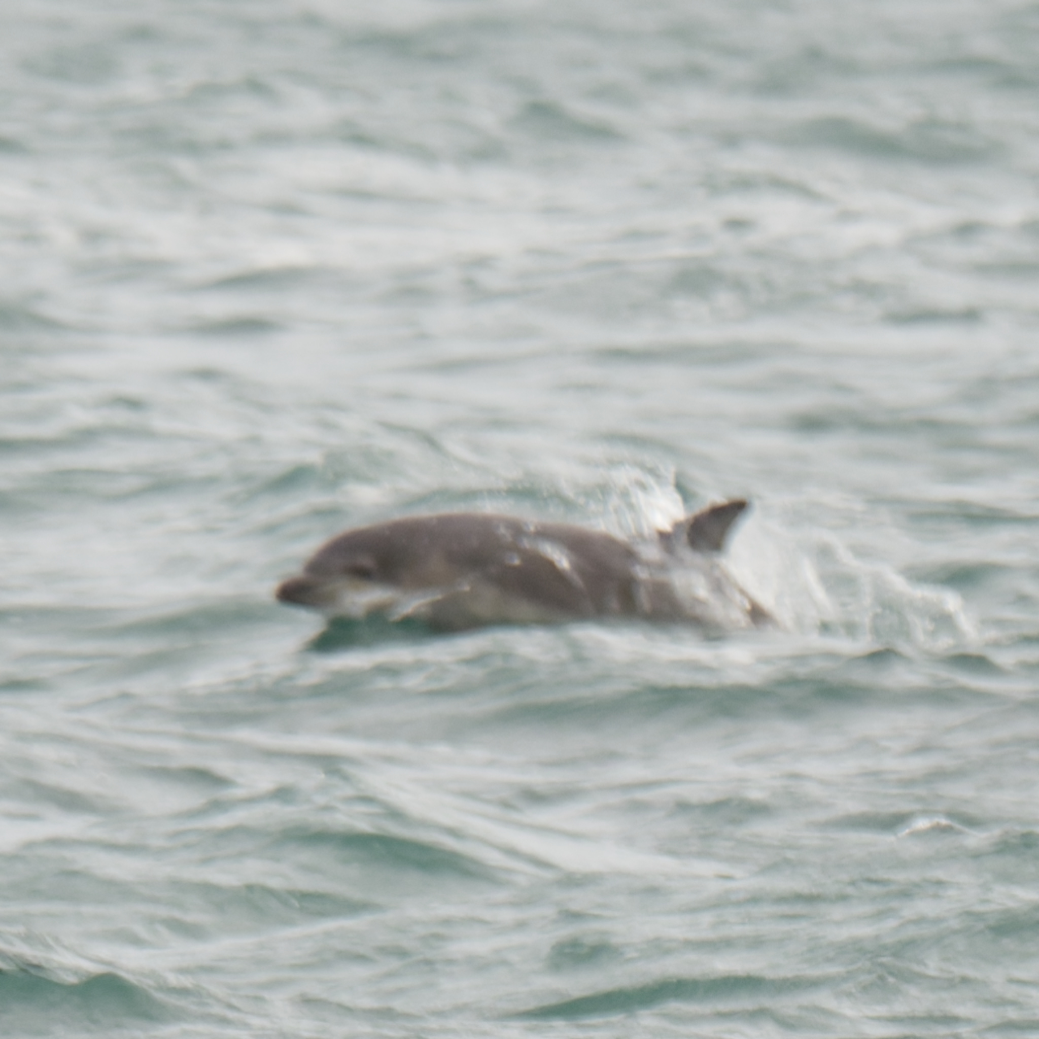 Tursiops truncatus