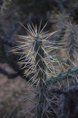 Cylindropuntia molesta molesta