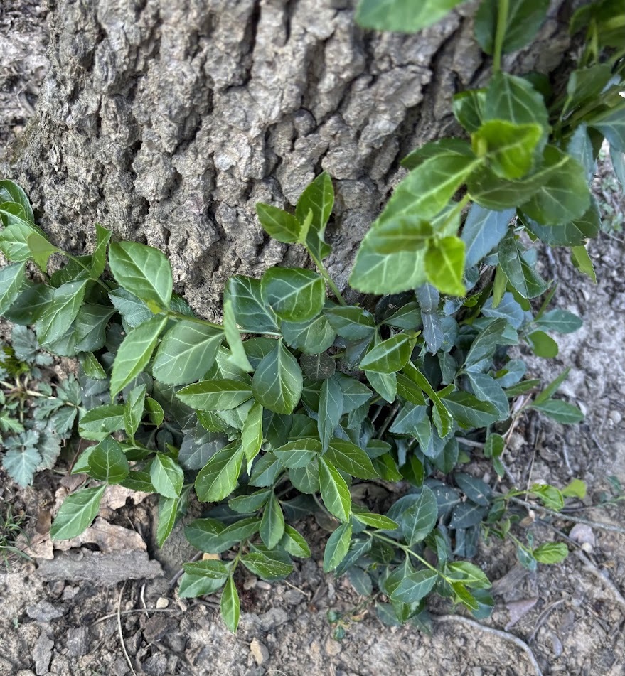 Fortune's Spindle (Euonymus fortunei)