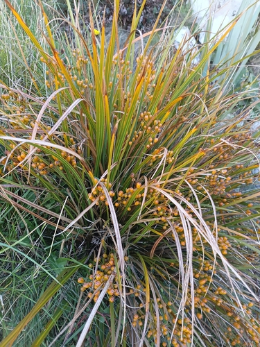 Mikoikoi (Libertia ixioides)