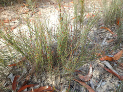 Lepidobolus drapetocoleus