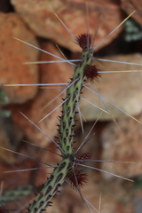 Cylindropuntia tesajo