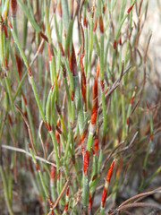Lepidobolus drapetocoleus
