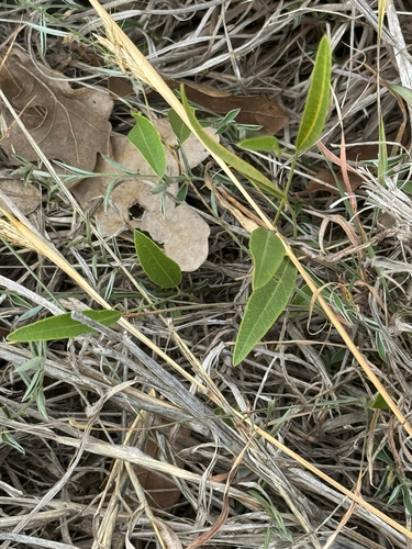 Margined Milkpea (Nanogalactia heterophylla)