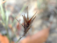 Lepidobolus drapetocoleus