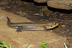 Broadleysaurus major