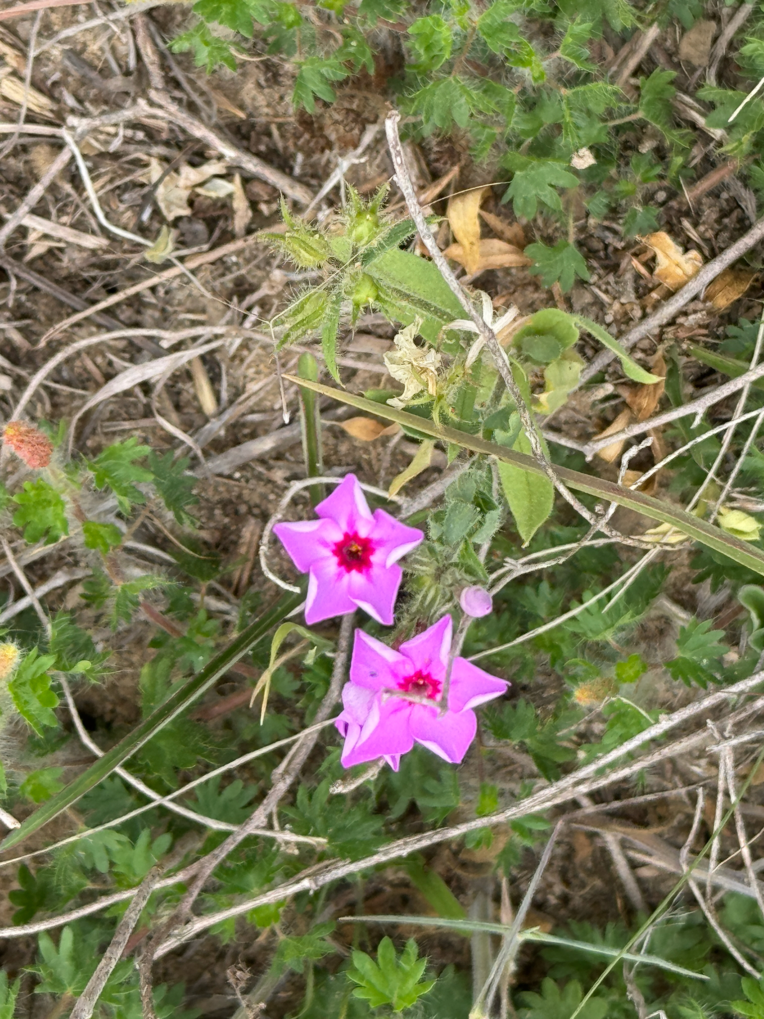 Annual Phlox (Phlox drummondii)