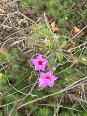 Einjähriges Phlox (Phlox drummondii)