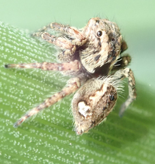 Salticidae