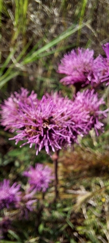 Pompom Weed (Campuloclinium macrocephalum)