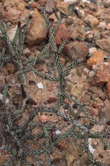 Cylindropuntia tesajo