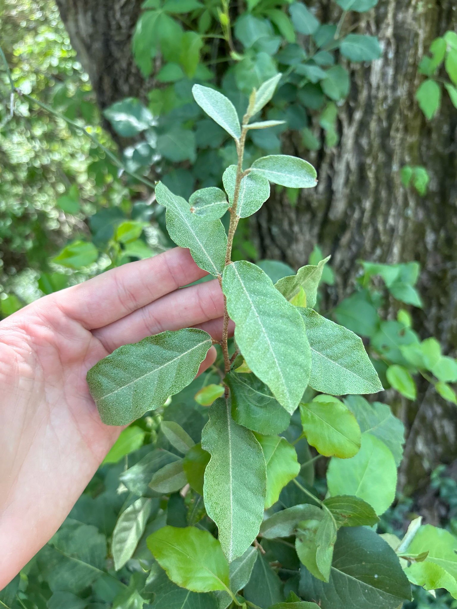Thorny Olive (Elaeagnus pungens)