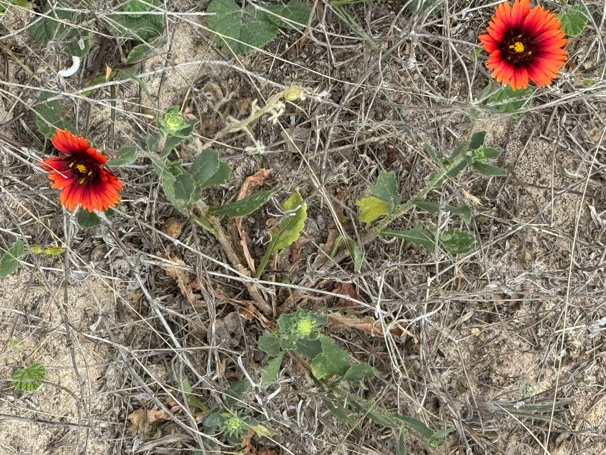 Maroon Blanketflower (Gaillardia amblyodon)